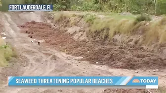 Massive seaweed bloom heads for Florida beaches