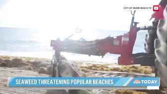 Massive seaweed bloom heads for Florida beaches