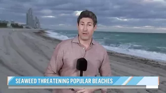 Massive seaweed bloom heads for Florida beaches