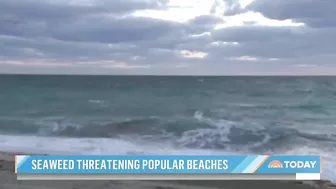 Massive seaweed bloom heads for Florida beaches