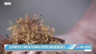 Massive seaweed bloom heads for Florida beaches