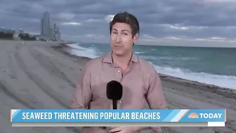 Massive seaweed bloom heads for Florida beaches