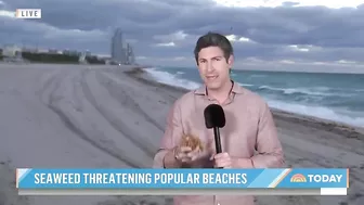 Massive seaweed bloom heads for Florida beaches