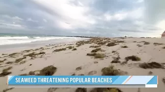 Massive seaweed bloom heads for Florida beaches