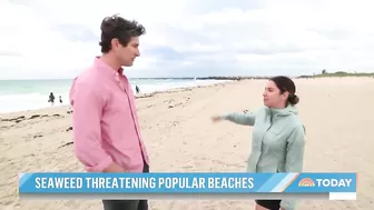 Massive seaweed bloom heads for Florida beaches