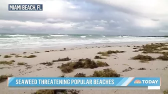 Massive seaweed bloom heads for Florida beaches