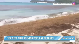 Massive seaweed bloom heads for Florida beaches