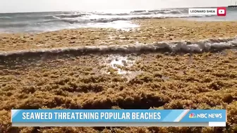 Massive seaweed bloom heads for Florida beaches