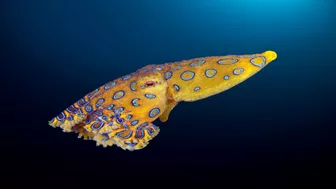 Woman bitten by blue-ringed octopus at Sydney beach