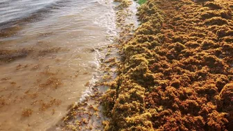 Massive smelly blob of Sargassum seaweed headed to blanket Florida's popular beaches