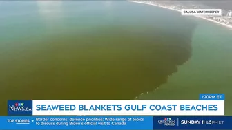 Massive smelly blob of Sargassum seaweed headed to blanket Florida's popular beaches