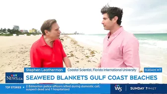 Massive smelly blob of Sargassum seaweed headed to blanket Florida's popular beaches