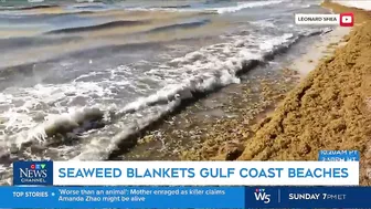 Massive smelly blob of Sargassum seaweed headed to blanket Florida's popular beaches