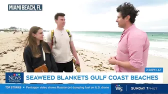 Massive smelly blob of Sargassum seaweed headed to blanket Florida's popular beaches