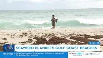 Massive smelly blob of Sargassum seaweed headed to blanket Florida's popular beaches