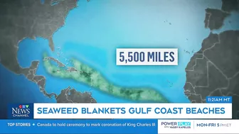 Massive smelly blob of Sargassum seaweed headed to blanket Florida's popular beaches