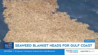 Massive smelly blob of Sargassum seaweed headed to blanket Florida's popular beaches