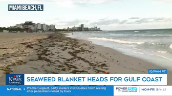 Massive smelly blob of Sargassum seaweed headed to blanket Florida's popular beaches