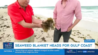 Massive smelly blob of Sargassum seaweed headed to blanket Florida's popular beaches