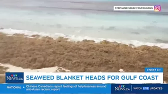 Massive smelly blob of Sargassum seaweed headed to blanket Florida's popular beaches