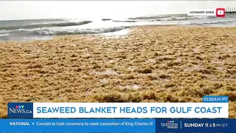 Massive smelly blob of Sargassum seaweed headed to blanket Florida's popular beaches