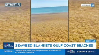 Massive smelly blob of Sargassum seaweed headed to blanket Florida's popular beaches