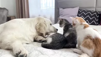 Funny Kittens Reaction to Golden Retriever Puppy