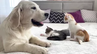 Funny Kittens Reaction to Golden Retriever Puppy