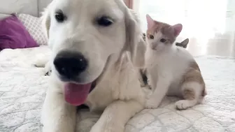 Funny Kittens Reaction to Golden Retriever Puppy