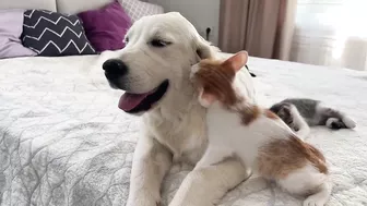 Funny Kittens Reaction to Golden Retriever Puppy