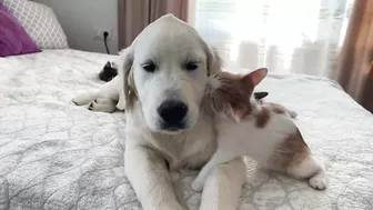 Funny Kittens Reaction to Golden Retriever Puppy