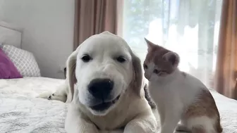 Funny Kittens Reaction to Golden Retriever Puppy