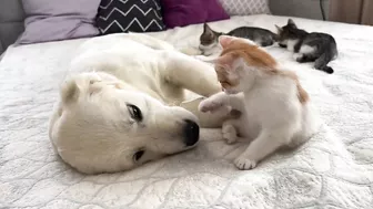 Funny Kittens Reaction to Golden Retriever Puppy