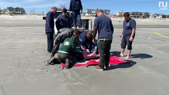 Eight dolphins stranded on N.J. beach