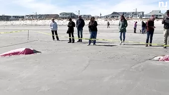 Eight dolphins stranded on N.J. beach