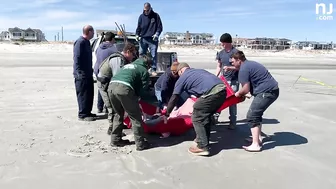 Eight dolphins stranded on N.J. beach