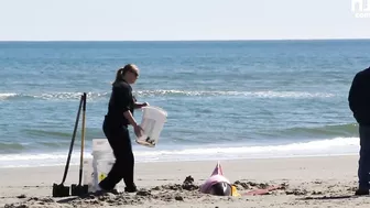 Eight dolphins stranded on N.J. beach