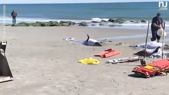 Eight dolphins stranded on N.J. beach