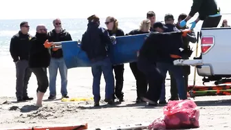 Eight dolphins stranded on N.J. beach