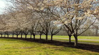 Cherry blossoms in the promenade of Red Wing Park in Virginia Beach