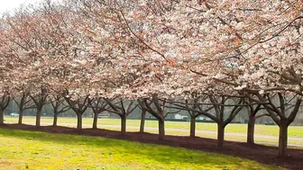 Cherry blossoms in the promenade of Red Wing Park in Virginia Beach