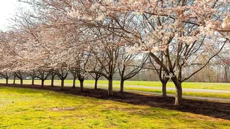 Cherry blossoms in the promenade of Red Wing Park in Virginia Beach