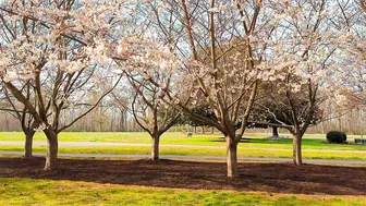 Cherry blossoms in the promenade of Red Wing Park in Virginia Beach