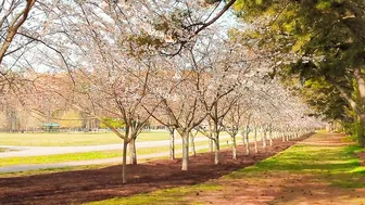 Cherry blossoms in the promenade of Red Wing Park in Virginia Beach