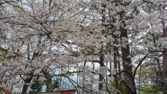 Virginia Beach Japanese Garden cherry blossoms at peak