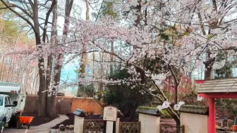 Virginia Beach Japanese Garden cherry blossoms at peak