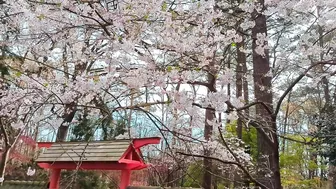 Virginia Beach Japanese Garden cherry blossoms at peak