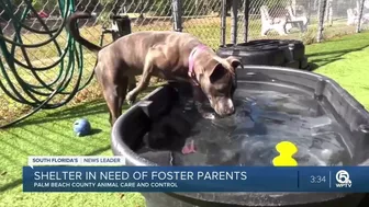 Palm Beach County Animal Care & Control in need of foster parents