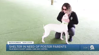 Palm Beach County Animal Care & Control in need of foster parents