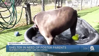 Palm Beach County Animal Care & Control in need of foster parents